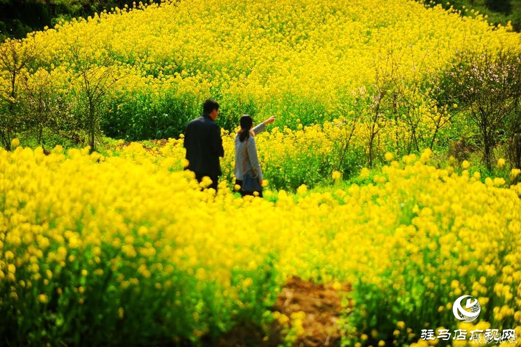 黃黃的油菜花，滿眼是春的氣息！