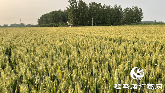 “百農307”入選河南省2023年農業主導品種