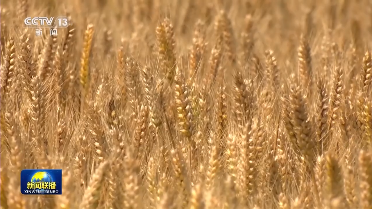 8.1億畝！全國春播糧食進度約90% 5月底冬小麥將大面積收獲