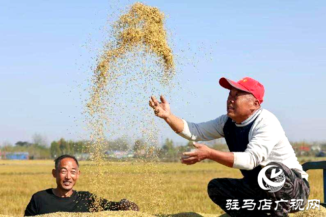 汝南縣：千畝稻田喜獲豐收